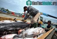 Ảnh Indonesia, Ấn Độ tàn sát cá mập nhiều nhất thế giới