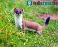 Ảnh Cách sinh tồn "mưu mô xảo quyệt" của các loài động vật