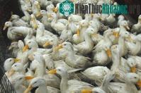 Ảnh Tại sao vịt miễn dịch cúm tốt hơn các gia cầm khác?