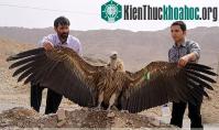 Ảnh Thần ưng Andes – chúa tể bầu trời Nam Mỹ
