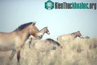 Ảnh Vó ngựa hoang Przewalski lại vang rộn thảo nguyên
