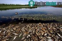 Ảnh Cá chết thành đống ở hồ chứa Mexico