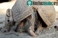 Ảnh Gần 21.000 loài động và thực vật sắp bị tuyệt chủng