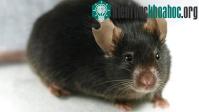 Ảnh Nhân bản thành công chuột từ một giọt máu
