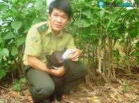 Ảnh Bò tót, gấu ngựa xuất hiện tại rừng Thanh Hóa
