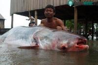 Ảnh Đập thủy điện sẽ làm cá tra sông Mekong tuyệt chủng