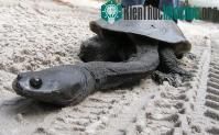 Ảnh Những loài động vật kỳ dị tới khó tin (2)