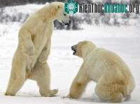 Ảnh Nghề tìm gấu trắng tại Na Uy