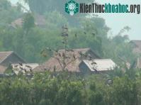 Ảnh Bảo vệ đàn cò nhạn quý hiếm tại xã Mường Phăng