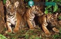 Ảnh Hổ Sumatra tại Jambi có thể sớm bị tuyệt chủng