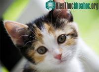 Ảnh Những khả năng không thể lý giải của vật nuôi