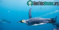 Ảnh Hé lộ nguyên nhân chim cánh cụt không thể bay