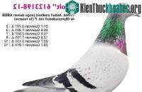 Ảnh Con chim bồ câu đắt nhất thế giới