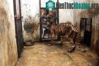 Ảnh Hổ ở Indonesia mắc bệnh trầm trọng