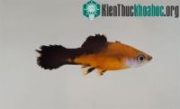 Ảnh Đã giải mã được bộ gene cá mún