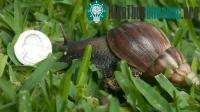 Ảnh Ốc sên khổng lồ gây họa tại châu Mỹ