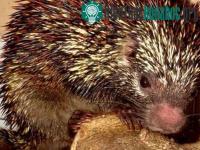 Ảnh Phát hiện một loài nhím mới sống trên cây ở Brazil