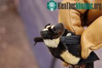 Ảnh Phát hiện "dơi gấu trúc" ở Nam Sudan