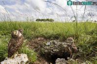 Ảnh Những con cú sống dưới lòng đất