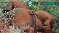 Ảnh Kenya tuyển 1.000 kiểm lâm chống nạn săn trộm voi