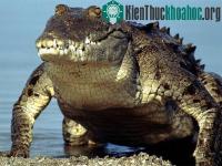 Ảnh Những điều thú vị về loài cá sấu