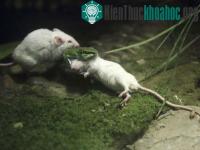 Ảnh Chú chuột dũng cảm bóp cổ rắn cứu bạn