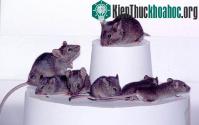 Ảnh Nhật: Nhân bản 1 con chuột ra gần 600 con