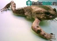 Ảnh Phát hiện cóc "siêu nhân" đặc biệt