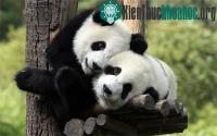 Ảnh Giúp gấu trúc giao phối bằng "phim mát"