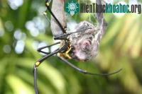 Ảnh Cuộc chiến giữa nhện và dơi