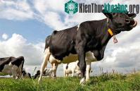 Ảnh Bò có thể dự đoán được mưa