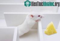 Ảnh Nâng cấp trí thông minh loài chuột