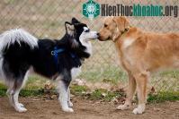 Ảnh Động vật ngửi để... giao tiếp
