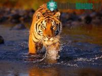 Ảnh Loài hổ Bengal quý hiếm đang bị đe dọa tuyệt chủng