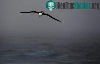 Ảnh Chim hải âu "thọ nhất thế giới" đẻ trứng ở tuổi 62