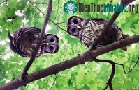 Ảnh Đã lí giải được khả năng quay đầu 270 độ của loài cú