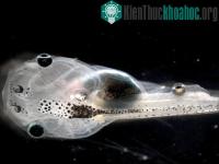 Ảnh Tạo ra nòng nọc có mắt trên lưng
