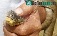 Ảnh Mỹ thả "bom chuột" diệt rắn