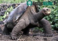 Ảnh Loài bò sát trước nguy cơ tuyệt chủng