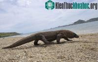 Ảnh Rồng Komodo lại tấn công người