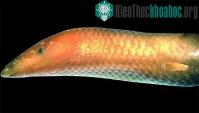 Ảnh Tìm thấy thằn lằn lai “cá voi trắng” tại Madagascar