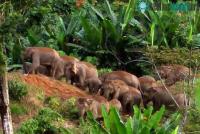 Ảnh Voi Sumatra đối mặt nguy cơ tuyệt chủng gia tăng