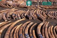 Ảnh Kenya tịch thu hai tấn ngà voi