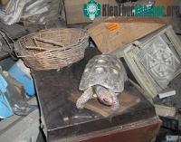 Ảnh Rùa sống sót trong phòng kín hơn 30 năm