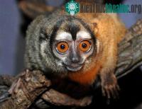 Ảnh Giá đắt của những nàng khỉ có nhiều "chồng"