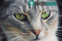 Ảnh Mèo thừa hưởng thói quen của chủ