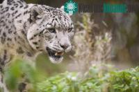 Ảnh Nepal hạ được con báo đã ăn thịt cả chục người