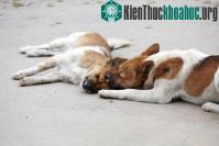 Ảnh Con chó trung thành với bạn tình