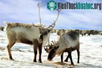 Ảnh Tại sao mũi tuần lộc của ông già Noel lại có màu đỏ