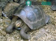 Ảnh Loài rùa quý hiếm Galapagos bước vào mùa sinh sản
